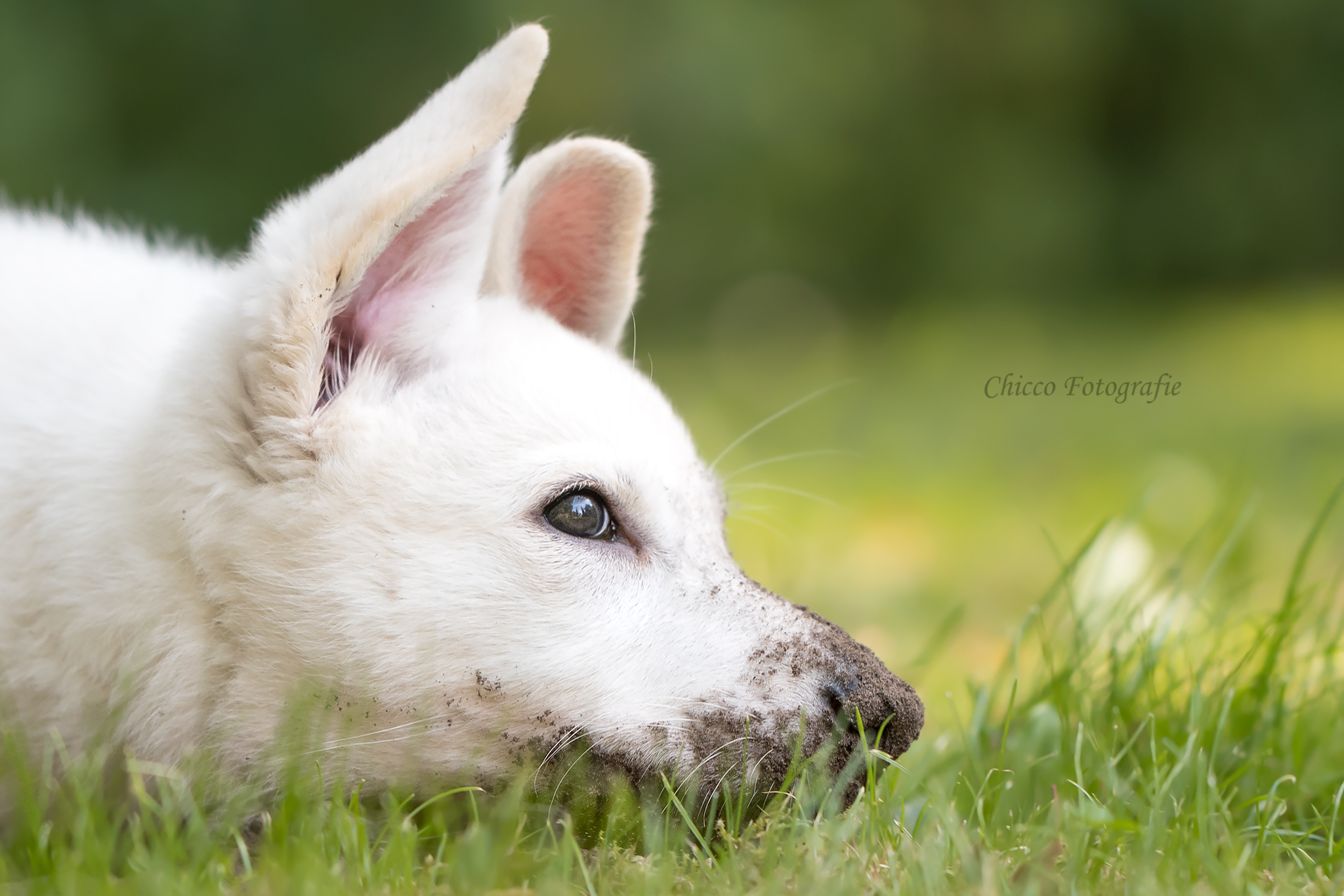 Kop van jonge witte herdershond die ligt in het gras met modderneus