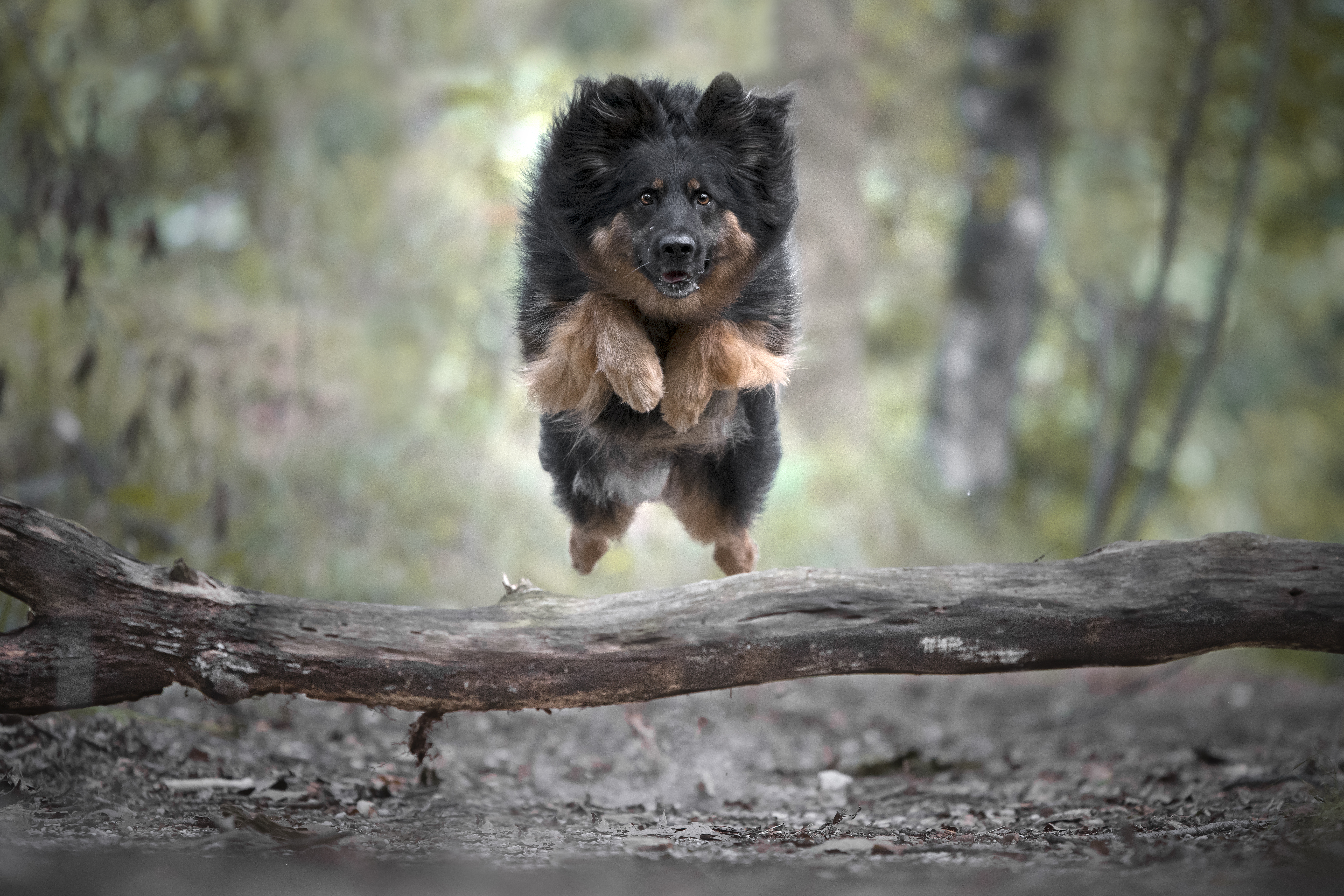 Boheemse herdershond springt over boomstam